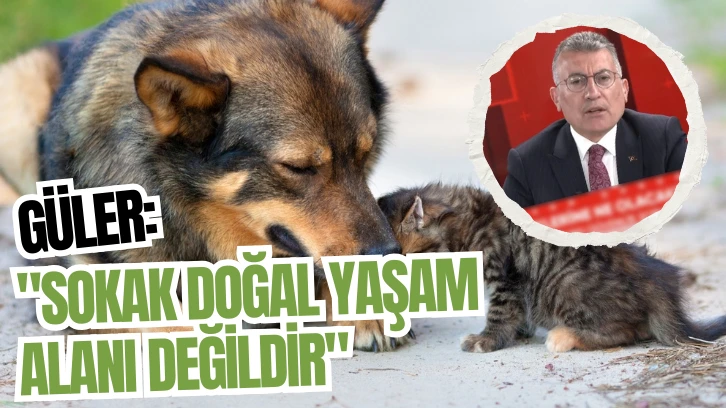 Sivaslı Vekil Güler: 'Sokak Doğal Yaşam Alanı Değildir'
