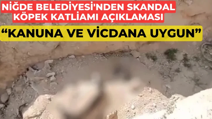 Niğde Belediyesi'nden Skandal Köpek Katliamı Açıklaması: 'Kanuna ve Vicdana Uygun'