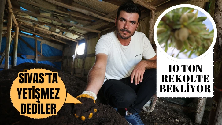 'Sivas'ta Yetişmez' Diyenlere İnat... 