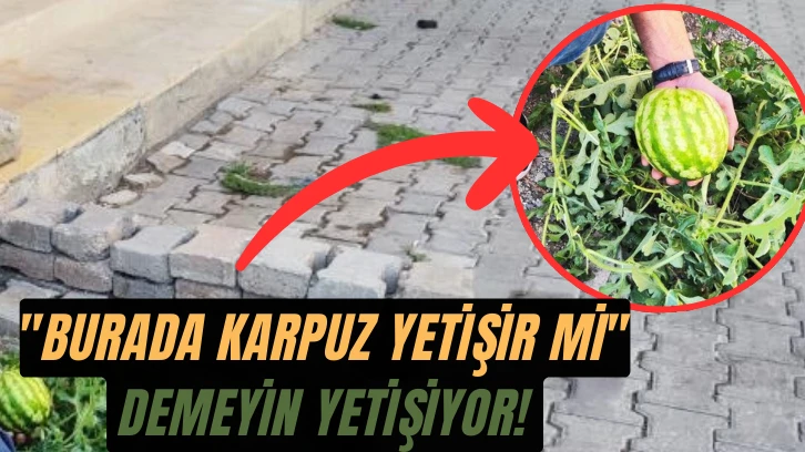 'Burada Karpuz Yetişir mi' Demeyin Yetişiyor! 