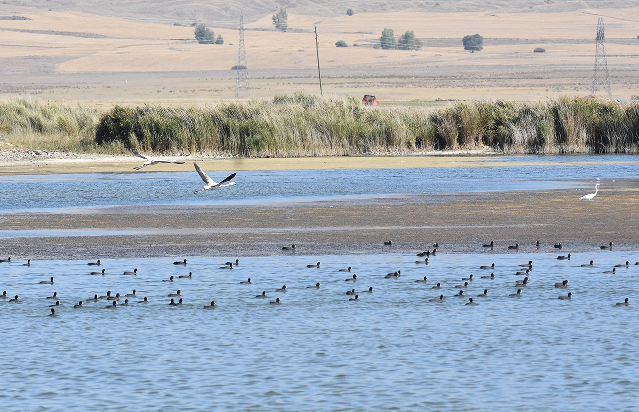 Sivas'ta Kuraklık Alarmı Veren Göle 'Flamingo' Sürprizi 