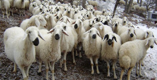 Sivas´ta Karantina Kalktı