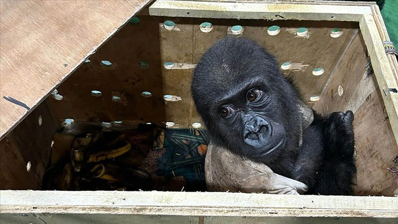 Havalimanı'nda 'goril yavrusu' yakalandı