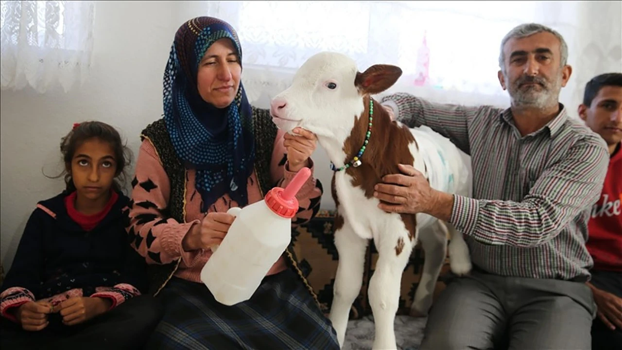 Prematüre Buzağı 'Umut'a evinde Bebek gibi Bakıyor