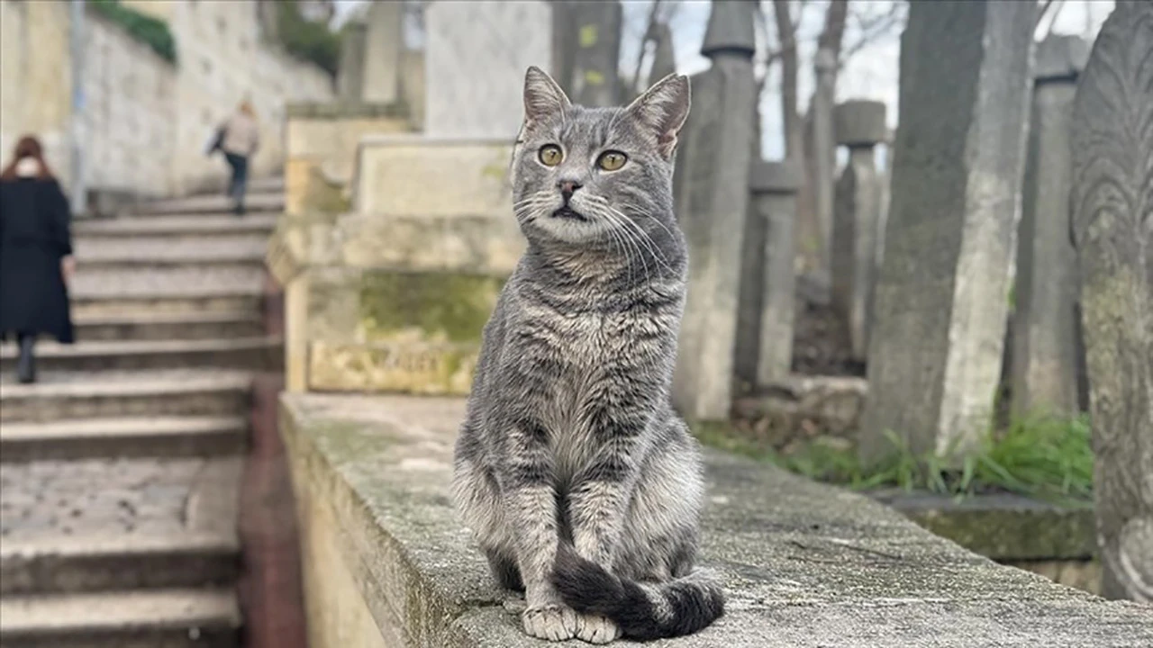 İstanbul'un Daimi Sakinleri 'Sokak Kedileri'