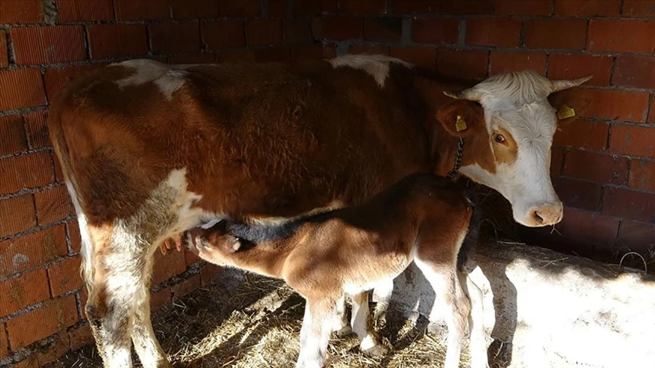 Annesi ölen tayı, inek emziriyor