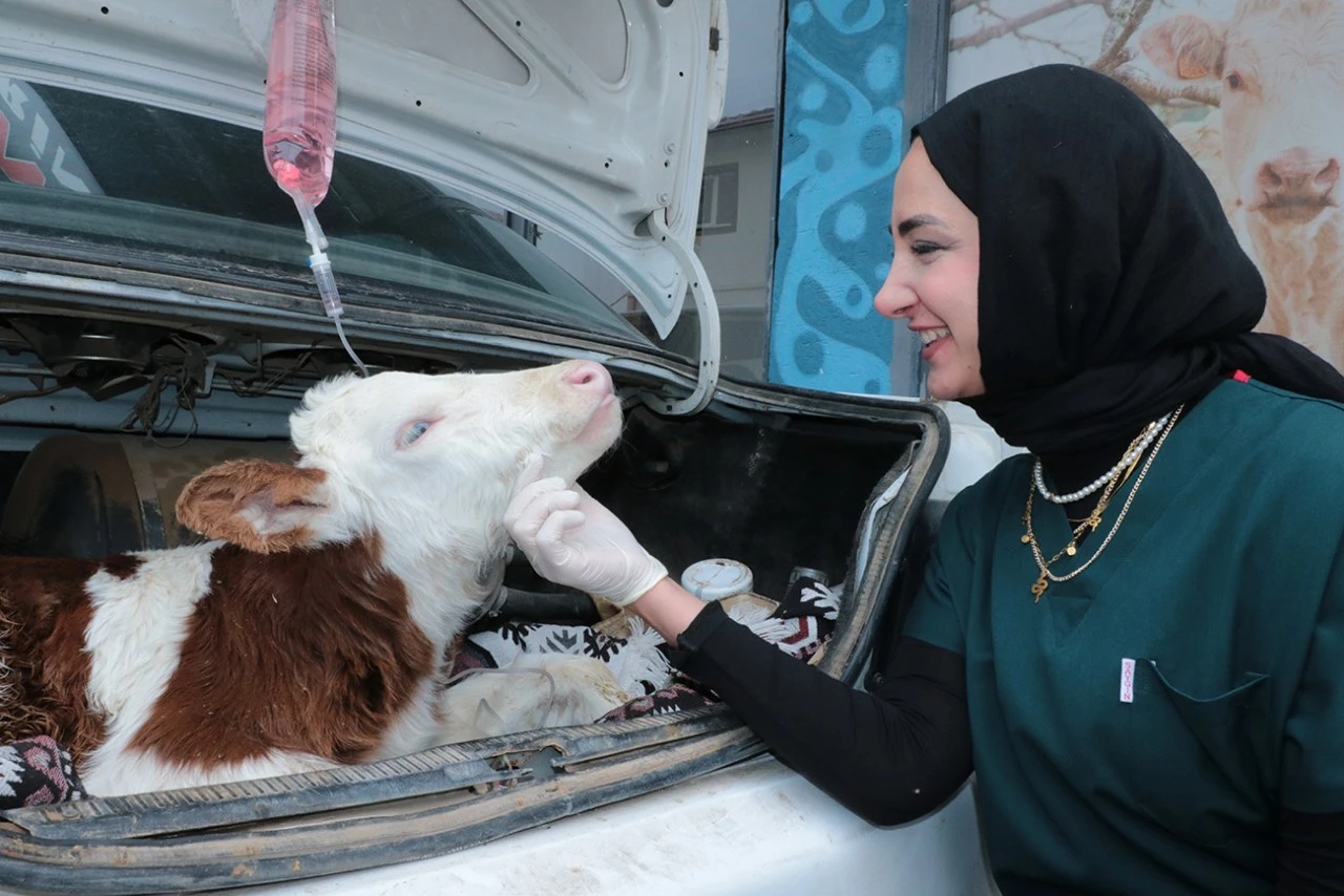 Hastalanan buzağı otomobille veterinere taşındı