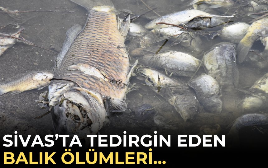 Sivas’ta tedirgin eden balık ölümleri…