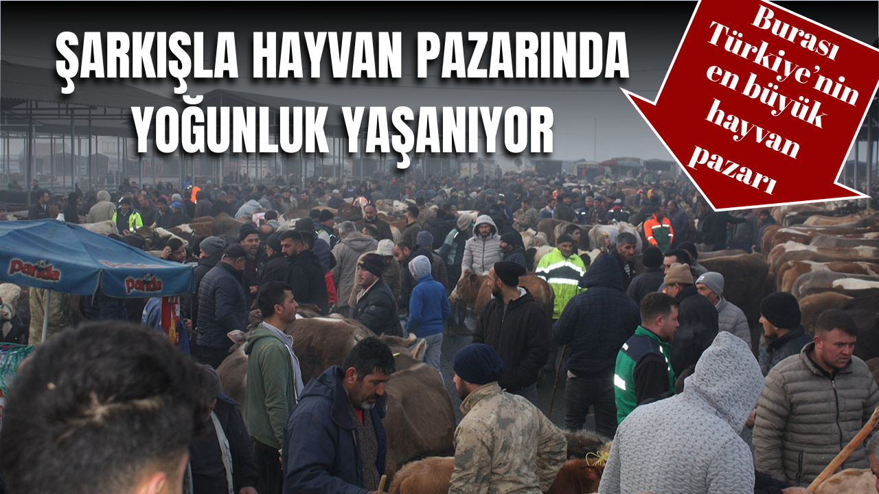 Şarkışla Hayvan Pazarı'nda yoğunluk yaşanıyor