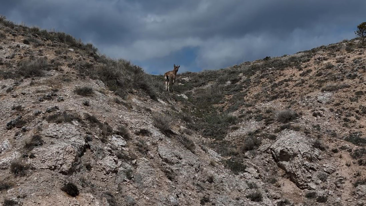Dağların usta tırmanıcıları Sivas'ta  dron ile görüntülendi