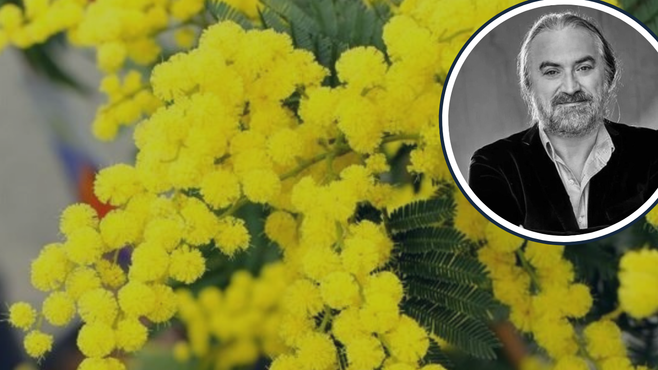 Volkan Konak'ın 'Mimoza Çiçeğim' Şarkısıyla Ölümsüzleşen Çiçek: Mimoza Hakkında Bilinmeyenler
