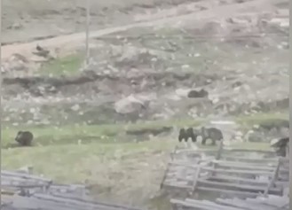 Sivas'ta yiyecek arayan ayılar yaylaya indi