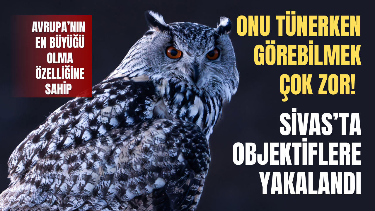 Puhu Sivas'ta görüntülendi