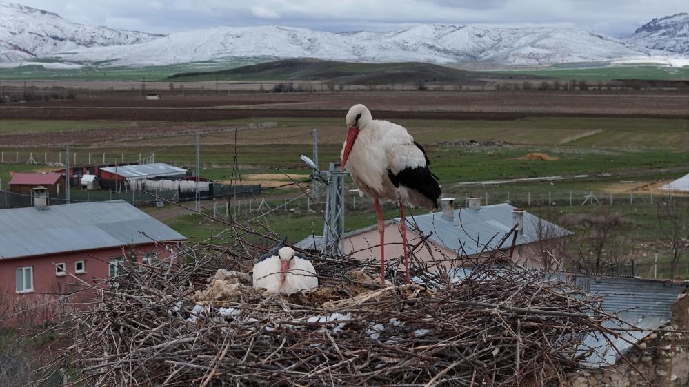 Leylekler Sivas'a baharı değil, kışı getirdi!