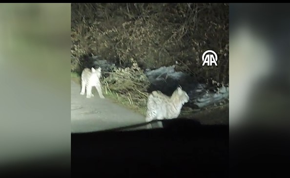 Sivas'ta arazide gezinen 2 vaşak görüntülendi