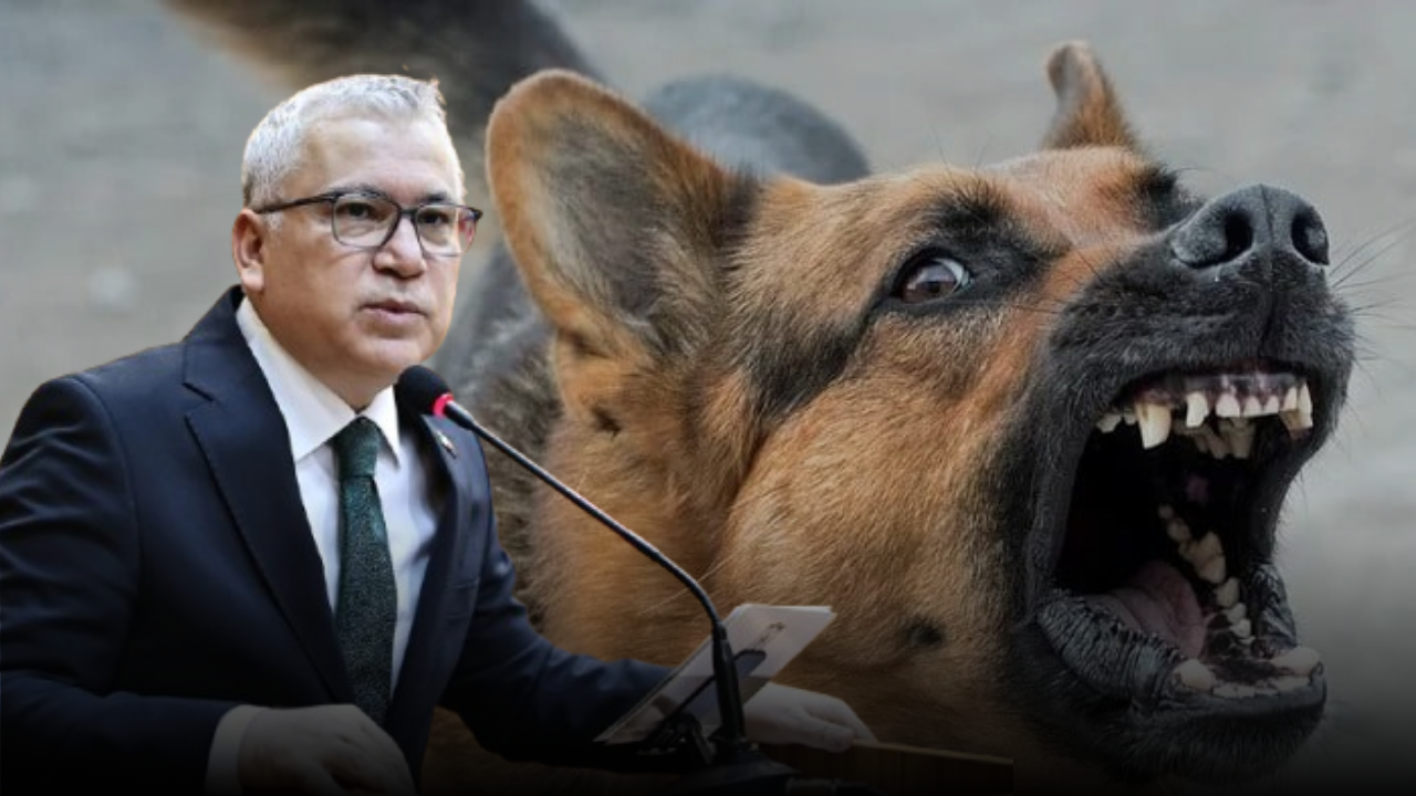Sivas'ta sokak hayvanları sorunu çözülecek