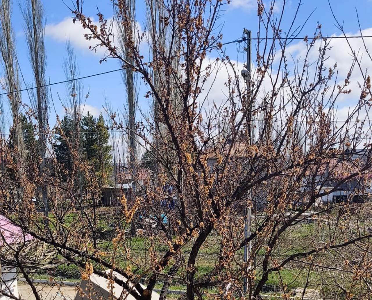 Nisan ayazı kayısıyı etkiledi