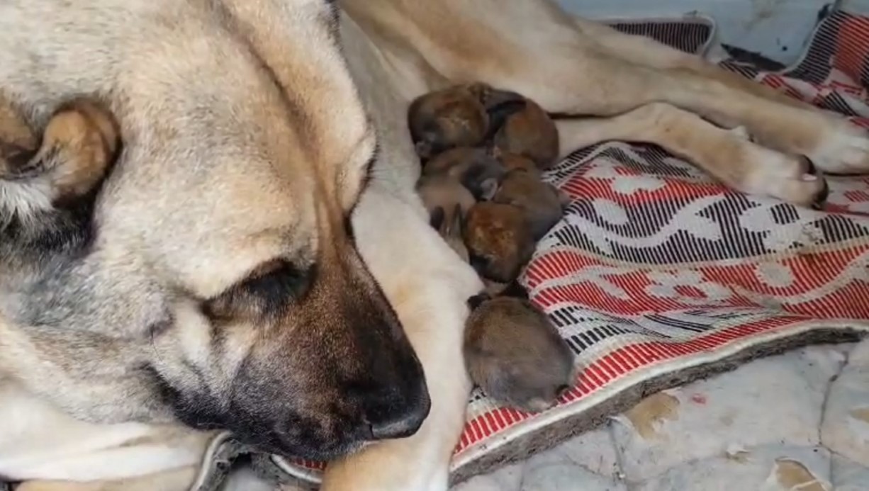 Bu görüntüler kalbinizi ısıtacak! Kangal Köpeği Maya, tavşan yavrularına annelik yapıyor