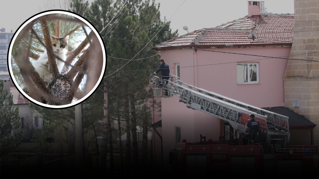 Sivas'ta kedi operasyonu!
