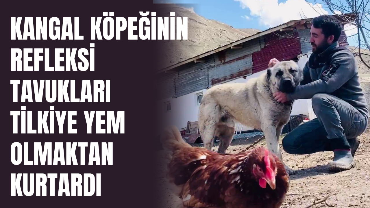 Kangal köpeğinin refleksi tavukların tilkiye yem olmasını önledi