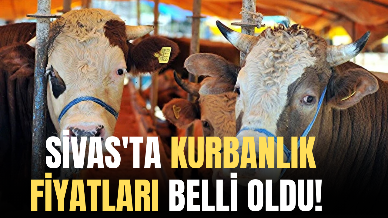 Sivas'ta Kurbanlık Fiyatları Belli Oldu!
