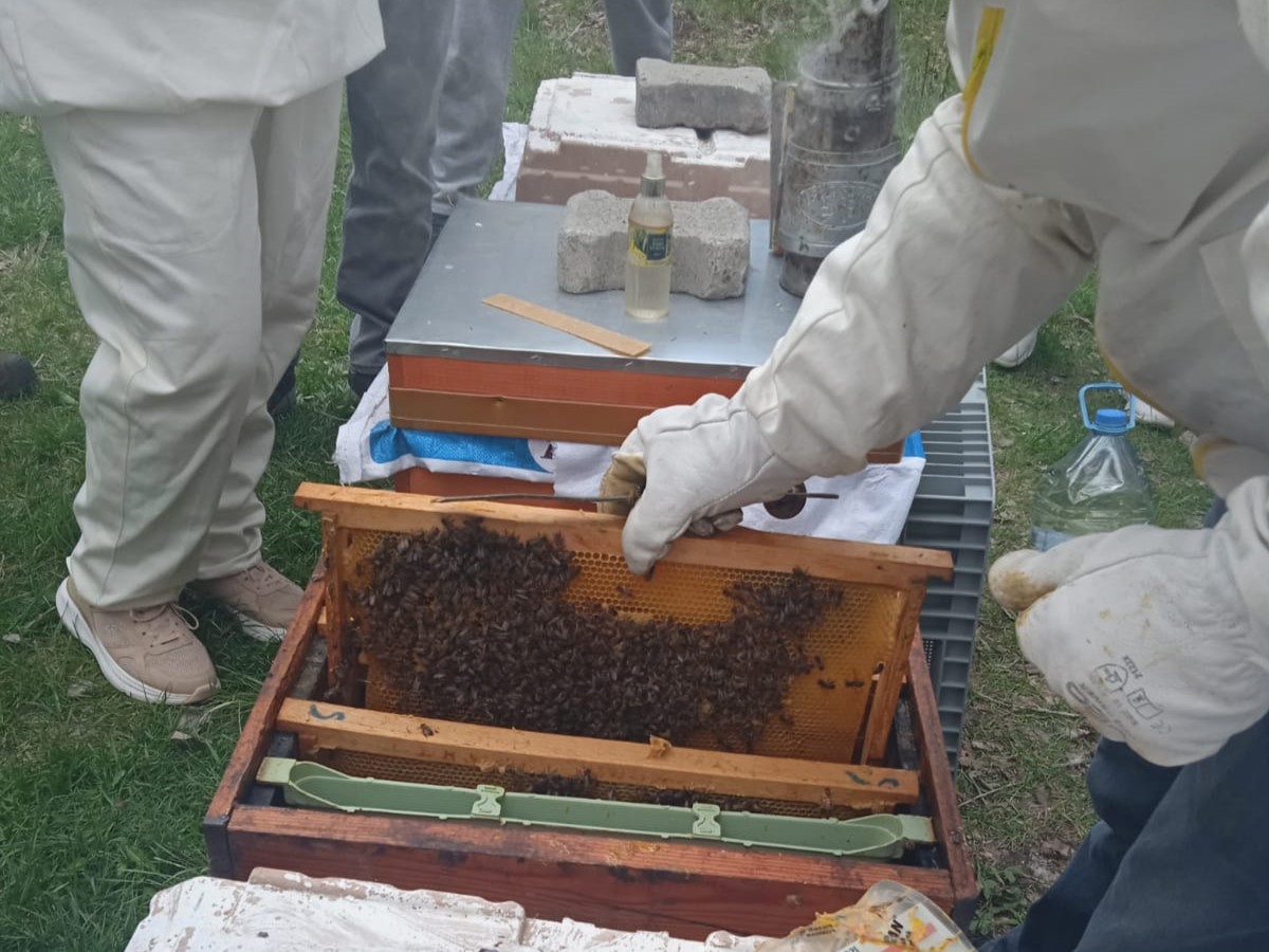 Sivas'ta arıcılık kursu açıldı!