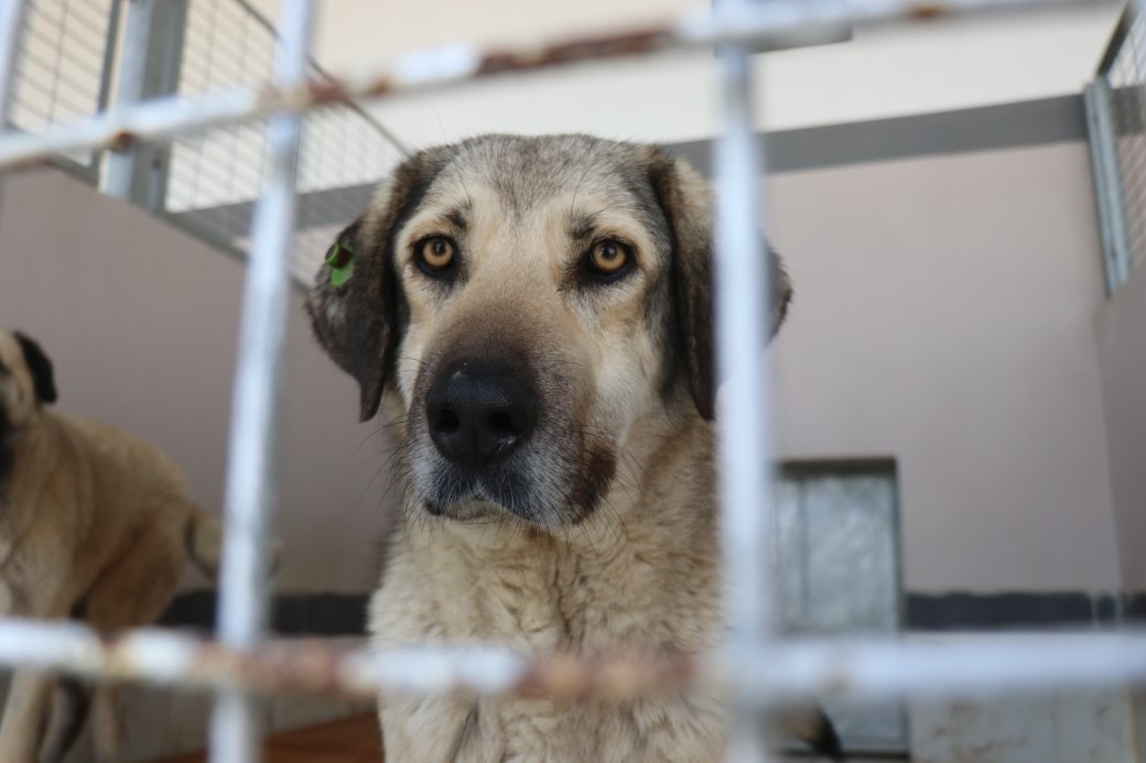 Deprem kahramanının adını taşıyordu, 4 ayda 2 bin hayvana şifa oldu