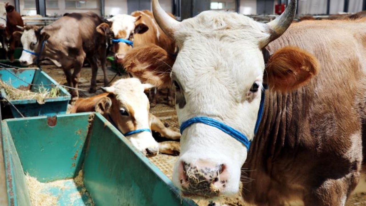 Komşu ilde de kurbanlık fiyatları açıklandı! Orası da Sivas'tan ucuz