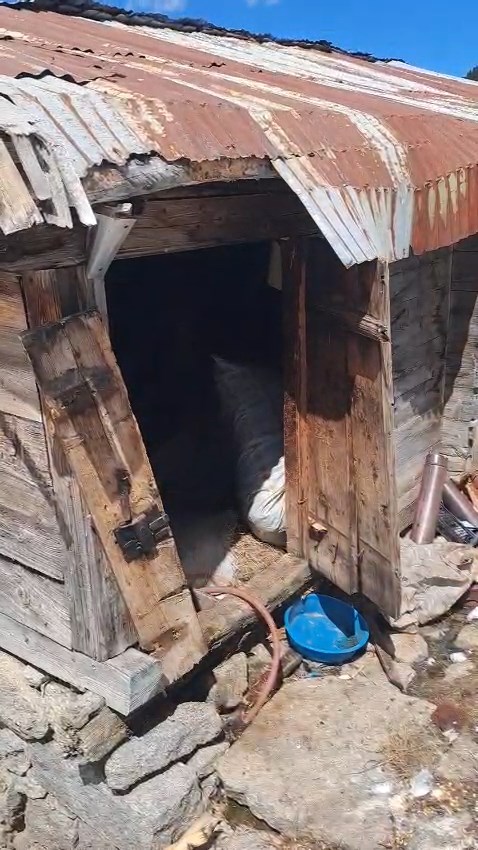 Kış uykusundan uyanan ayılar 30 eve zarar verdi