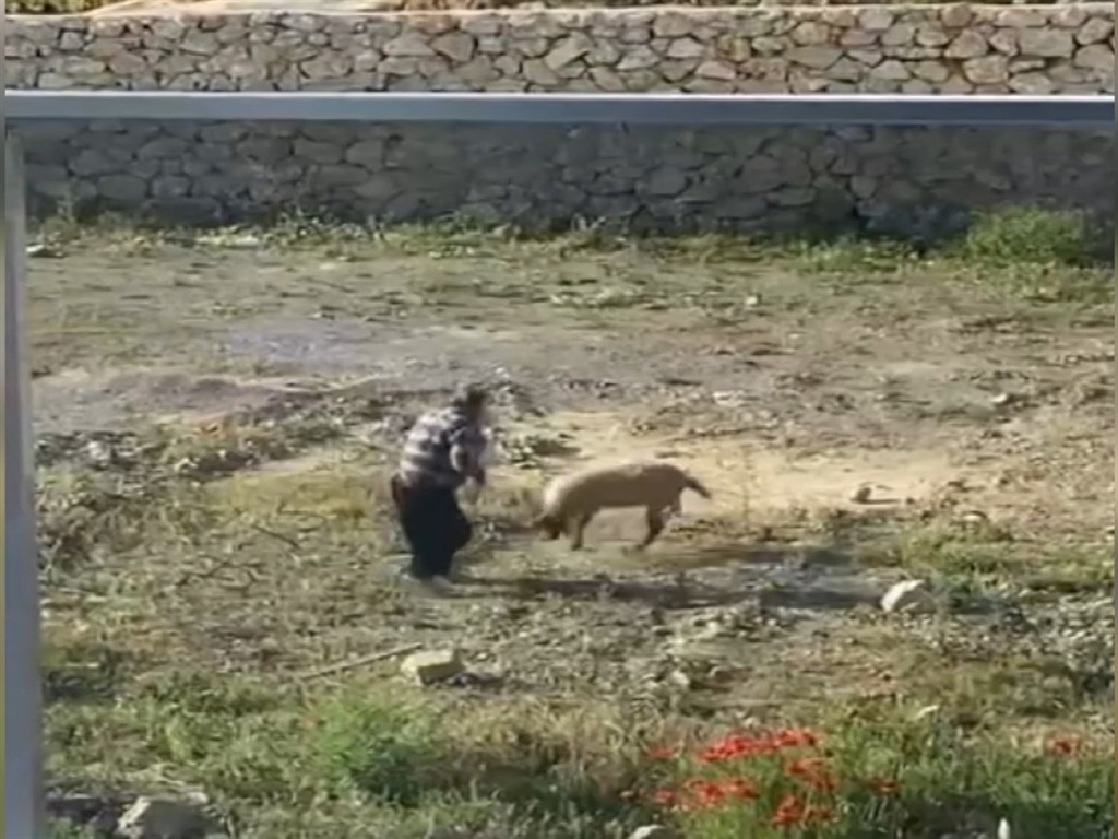 Koyuna dakikalarca işkence etti