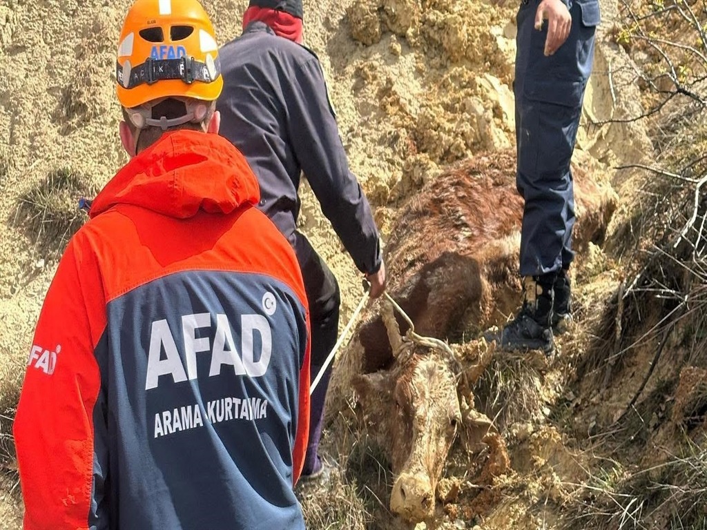 İşler Tersine Döndü: İneği Kurtaracaktı, Kendisi Kurtarılmayı Bekledi!