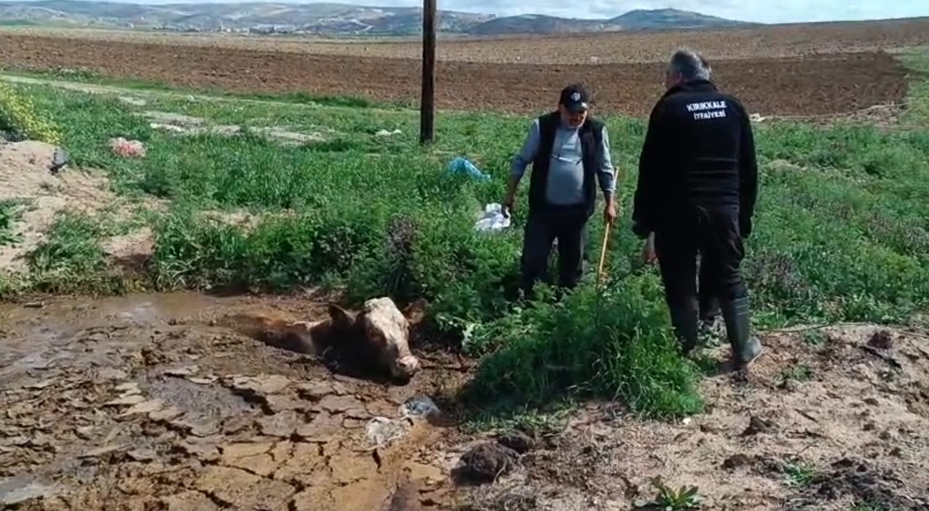 İnek çamura saplandı, yardımına itfaiye koştu