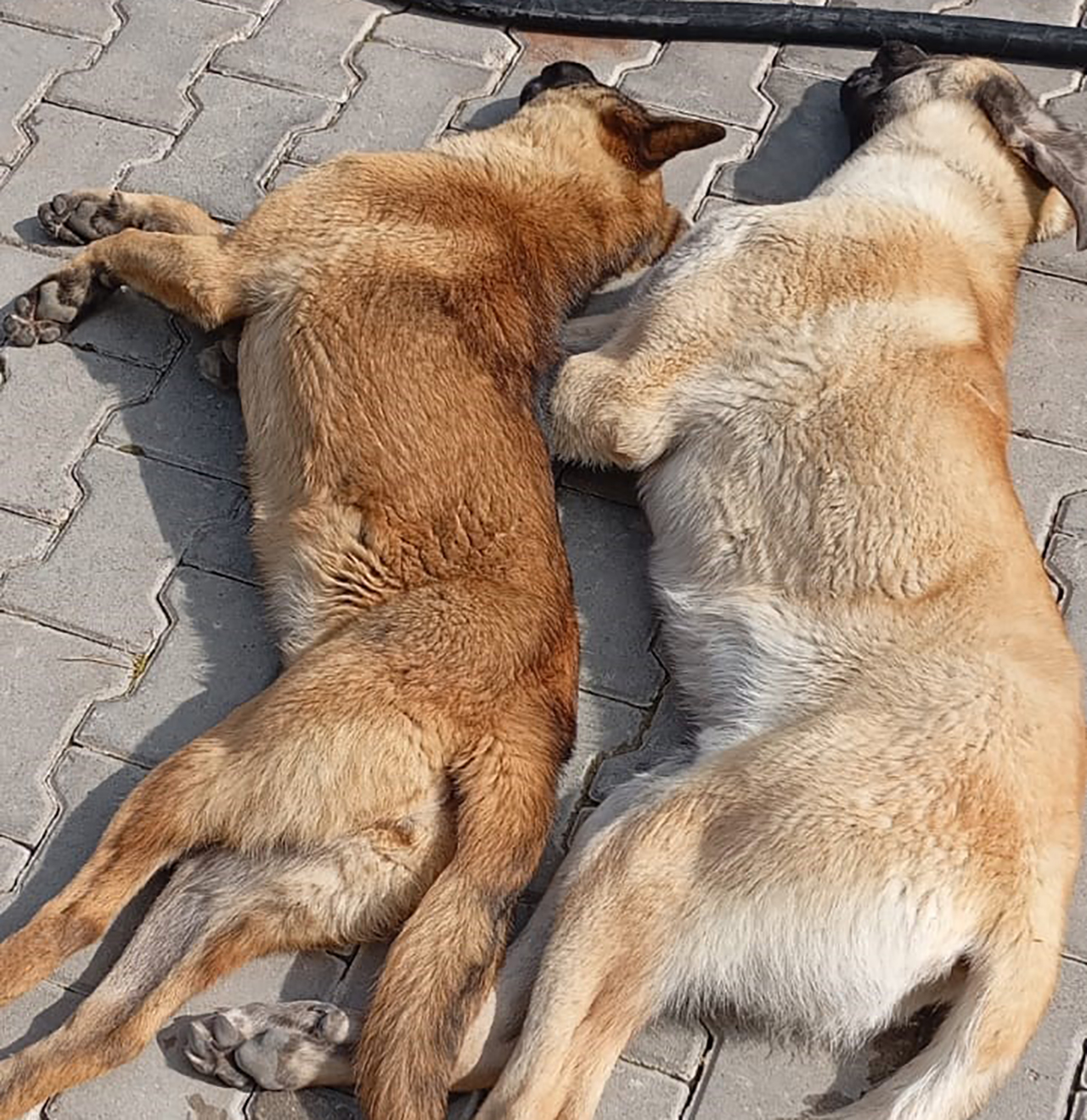 Hayvan Barınağında Katliam İddiası!
