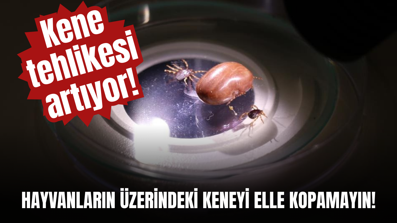 Kene tehlikesi artıyor! Hayvanların üzerindeki keneyi elle kopamayın!