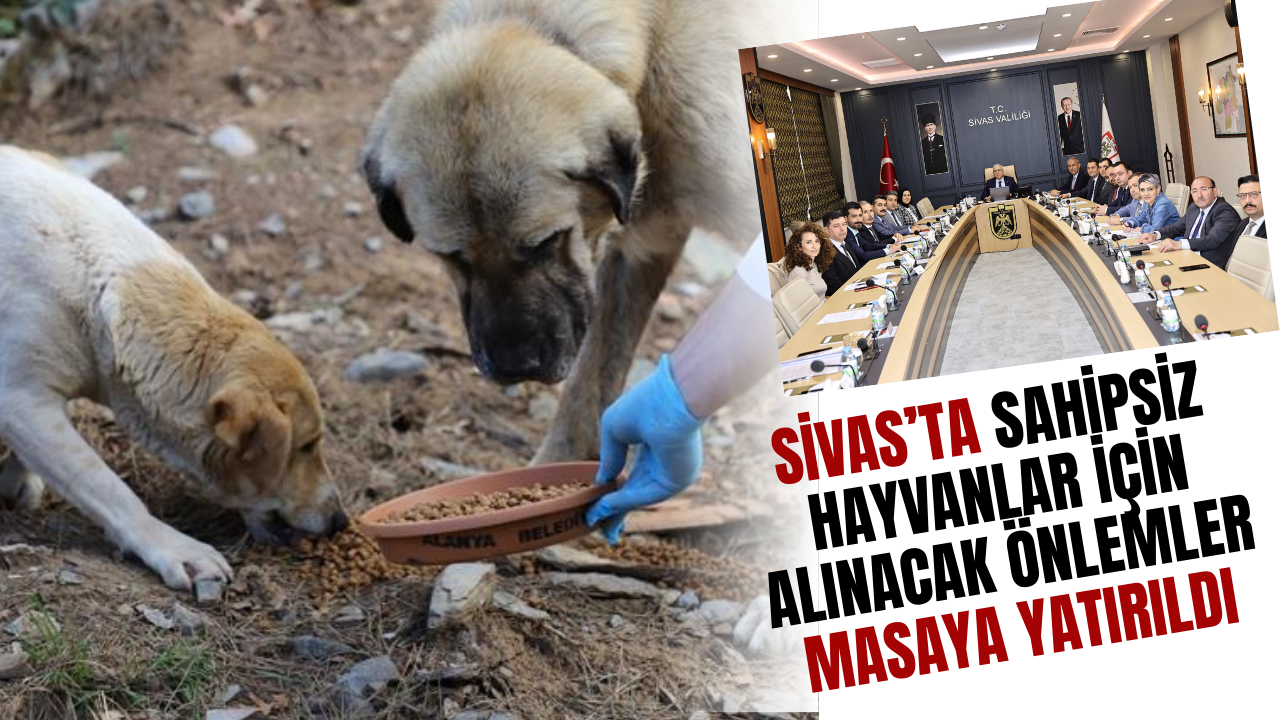 Sivas’ta Sahipsiz Hayvanlar İçin Alınacak Önlemler Masaya Yatırıldı