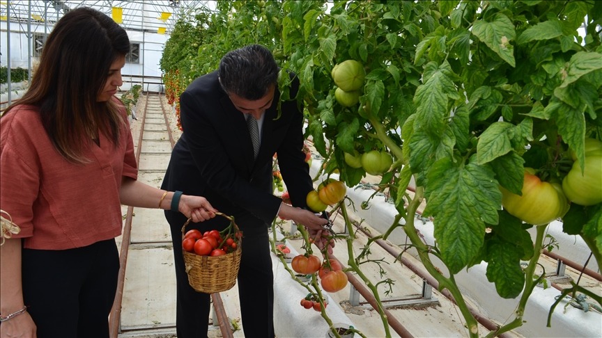 Bu domatesler volkanik cürufla yetişiyor!