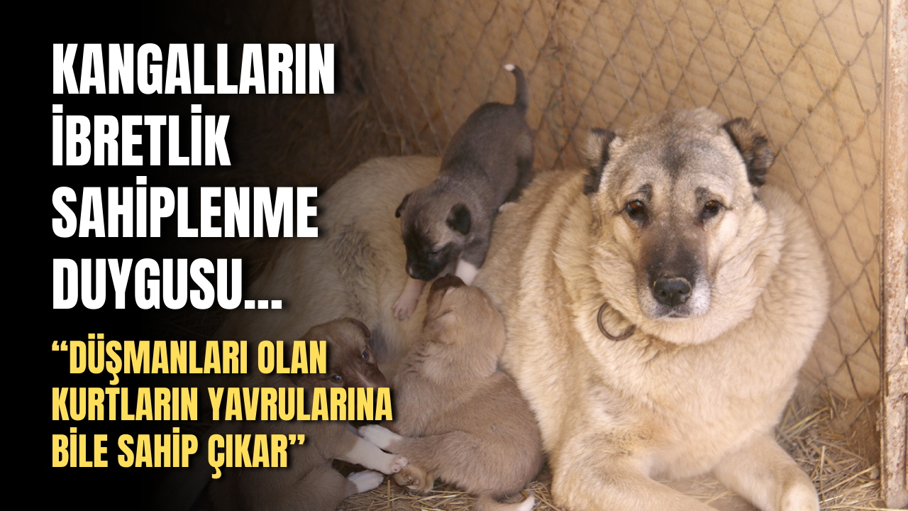 Kangalların ibretlik sahiplenme duygusu