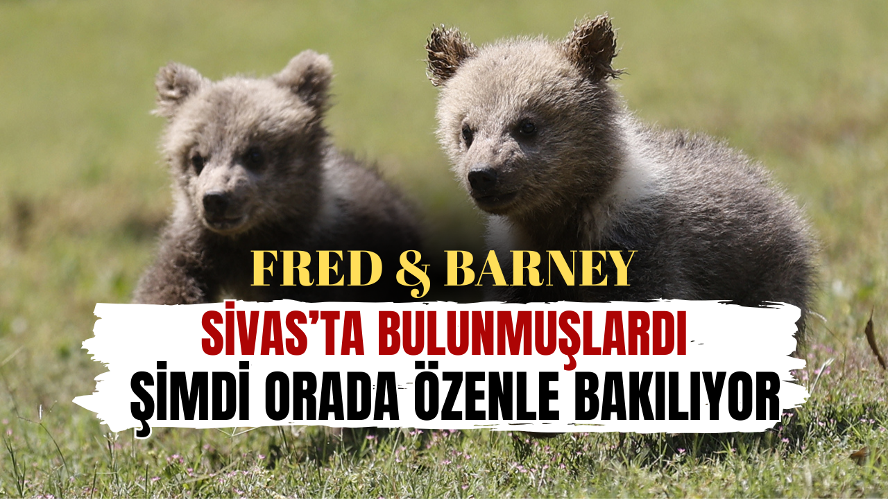 Fred ve Barney'e özenle bakılıyor