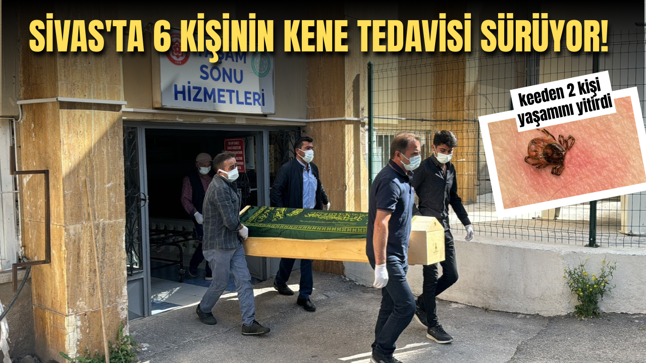 Sivas'ta 6 kişinin kene tedavisi sürüyor!