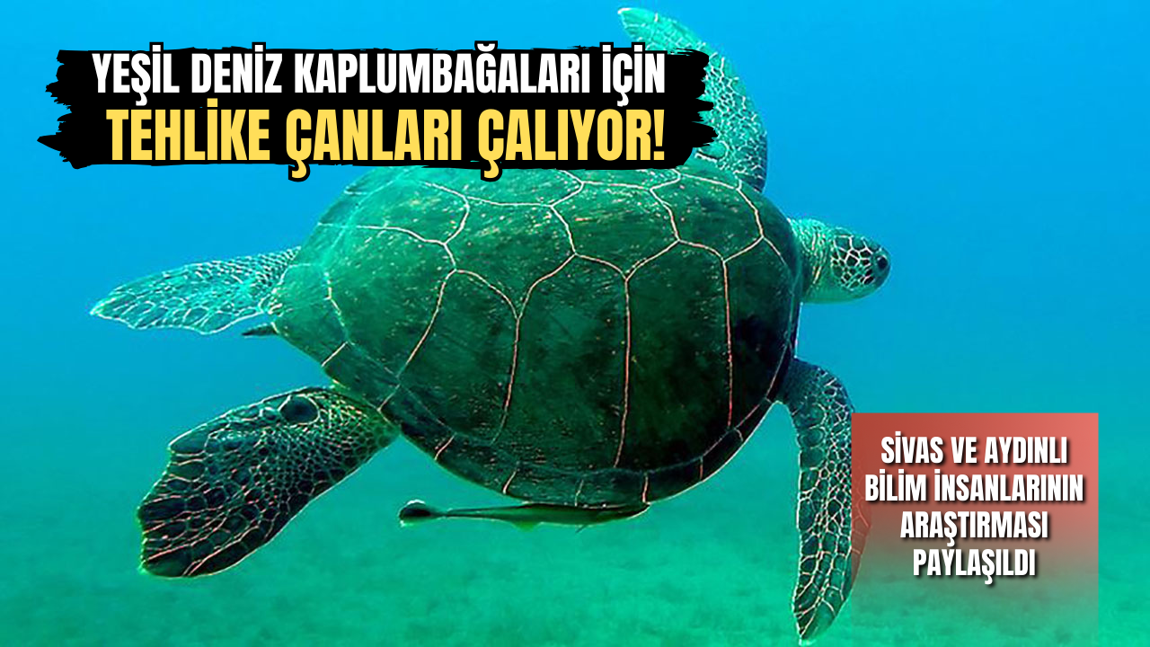 Yeşil Deniz Kaplumbağaları için tehlike çanları çalıyor!
