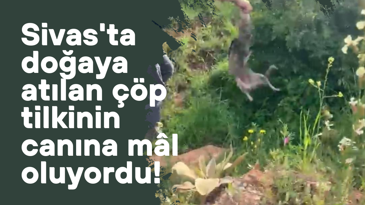 Sivas'ta doğaya atılan çöp tilkinin canına mâl oluyordu!