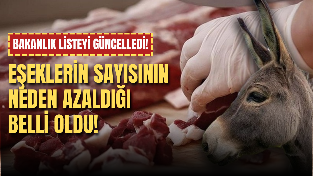 Bakanlık listeyi güncelledi! Eşeklerin sayısının neden azaldığı belli oldu!