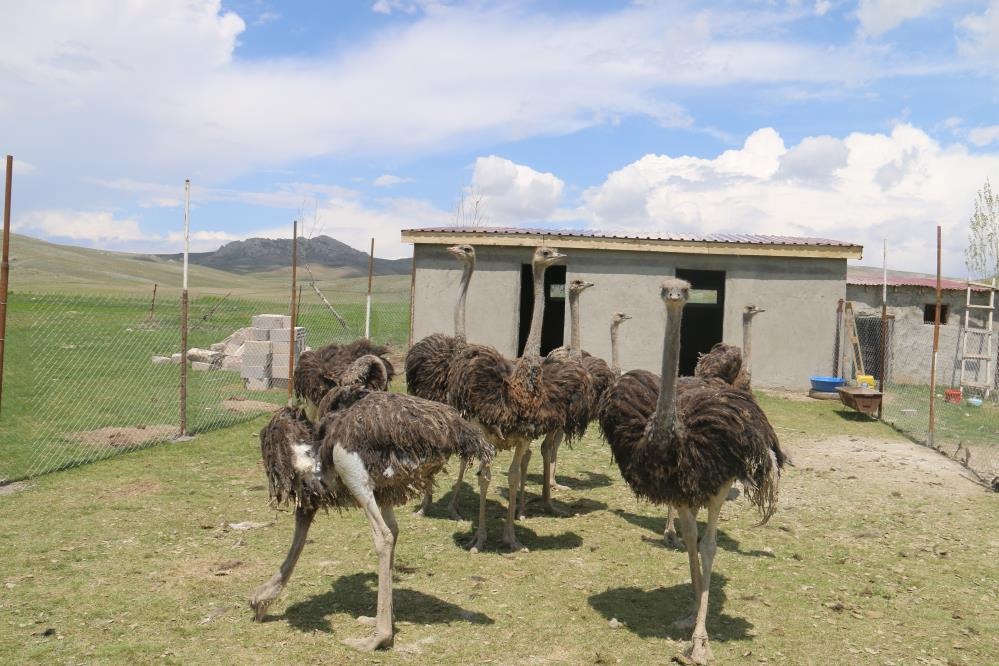 Sivas'ın bozkırında  bu işi yapan tek kişi!