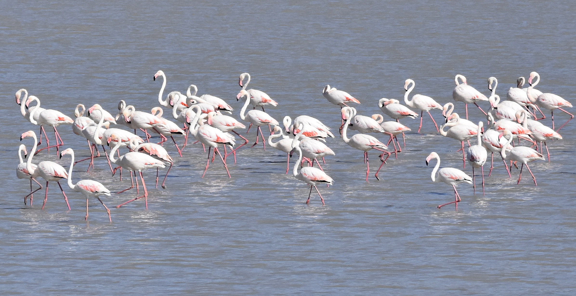 Ulaş Gölü, Flamingolarla Pembe Bahara Uyandı!