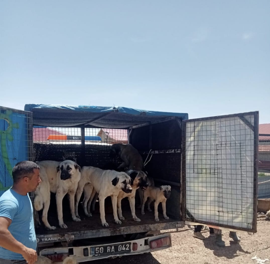 Sivas'ta sahipsiz sokak köpekleri toplanıyor