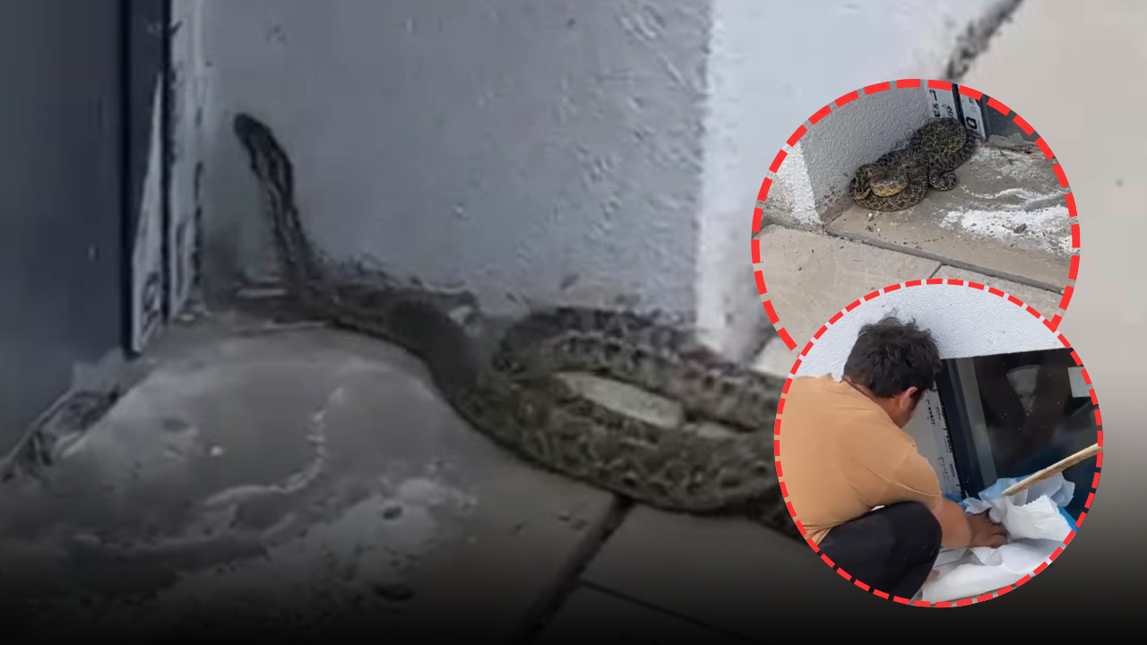 Sivas'ta okulda yılan paniği!