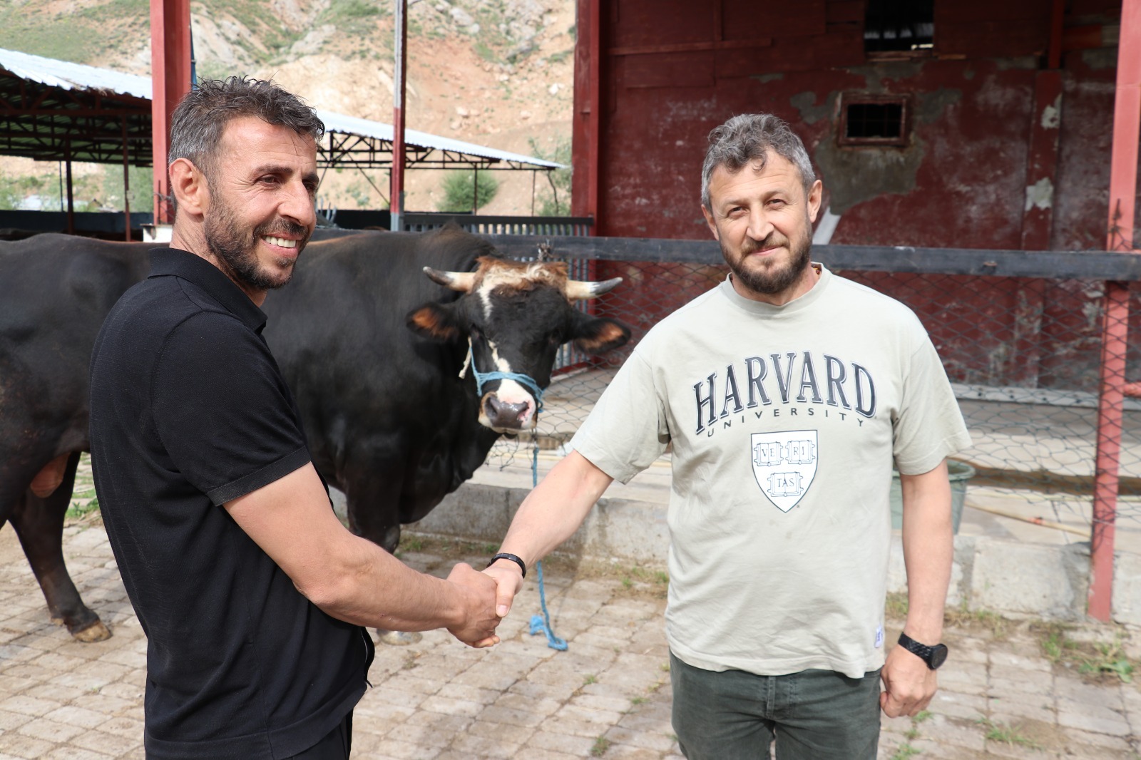 1.3 Tonluk Dev Boğa, Kardeşine Kurbanlık Oldu!