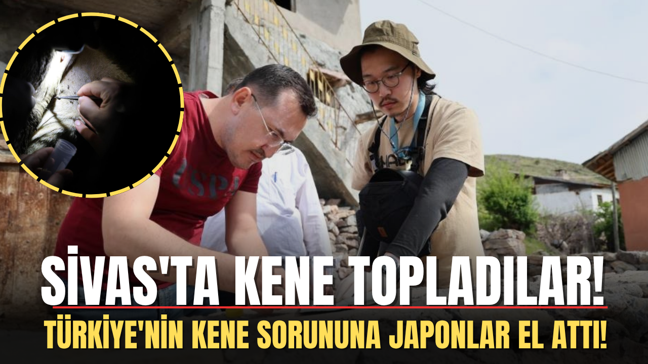 Türkiye'nin Kene Sorununa Japonlar El Attı! Sivas'ta Kene Topladılar!