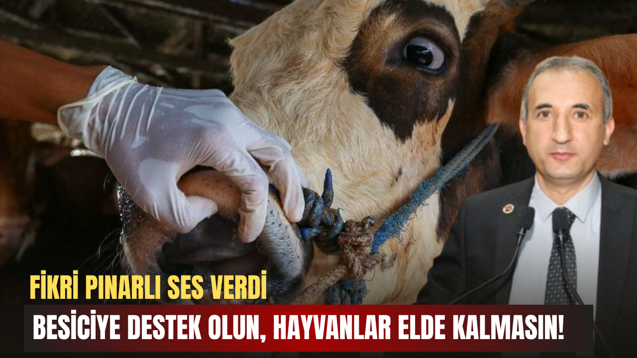 Fikri Pınarlı Ses Verdi: Besiciye Destek Olun, Hayvanlar Elde Kalmasın!