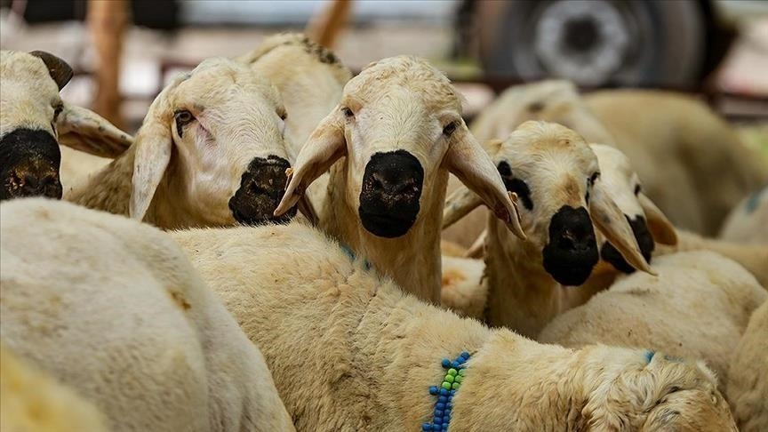 Kurban Vekaletiyle İlgili Önemli Uyarı: Zamanlamaya Dikkat